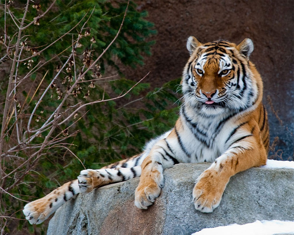 le tigre de Sibérie - Panthera tigris