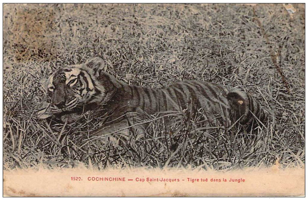 Tigre tué dans la jungle - Saint-Jacques - Début XXe siècle